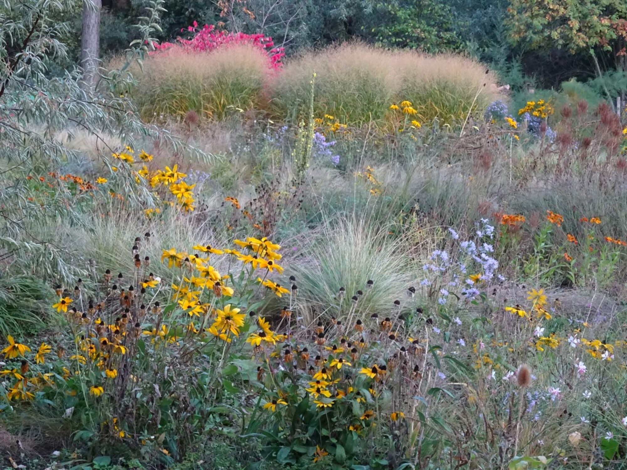 Steppengarten im Tiergarten